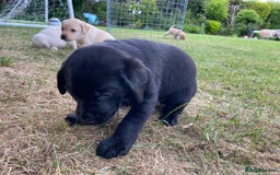 Labrador Retriever dogs for sale: Pedigree Labrador Puppies For Sale - Image 15
