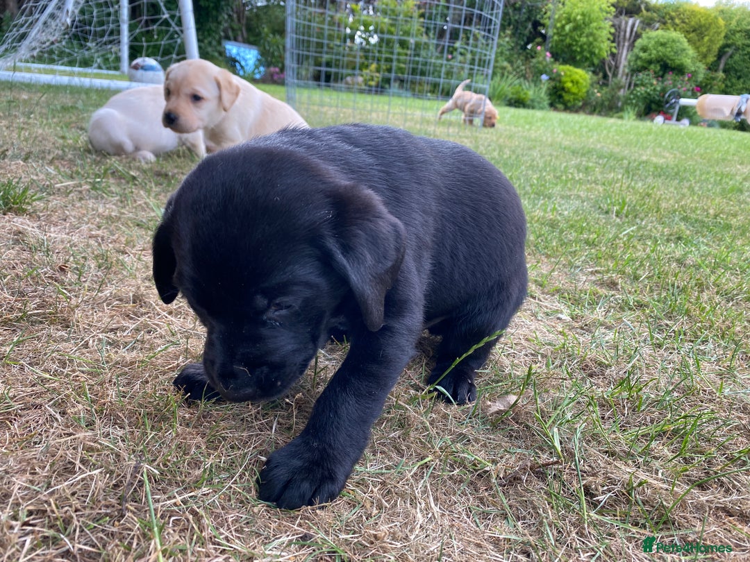 Labrador Retriever dogs for sale: Pedigree Labrador Puppies For Sale - Image 15