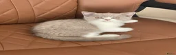 British Shorthair cats for sale: Last 2 boys BSH GCCF  - Advert 17