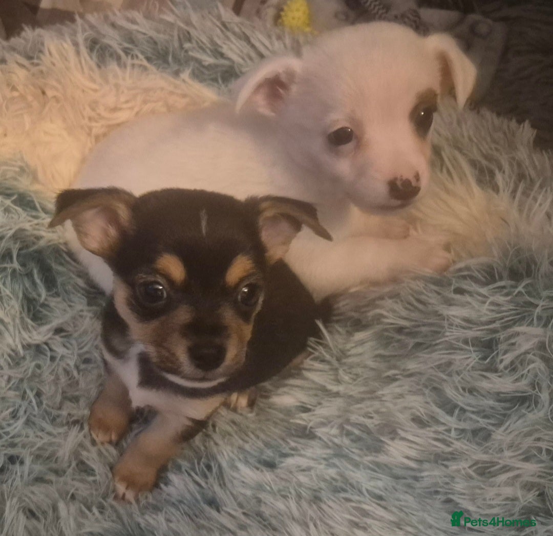 Mixed Breed dogs for sale: Miniature Jack Russell x Chihuahua Pups - Image 17
