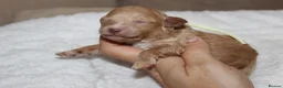 Poochon dogs for sale: F1 Poochon puppies Health Tested parents  - Advert 9