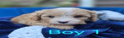 Cavapoo dogs for sale: Health Tested Quality F1 Cavapoo Puppies.  - Advert 9