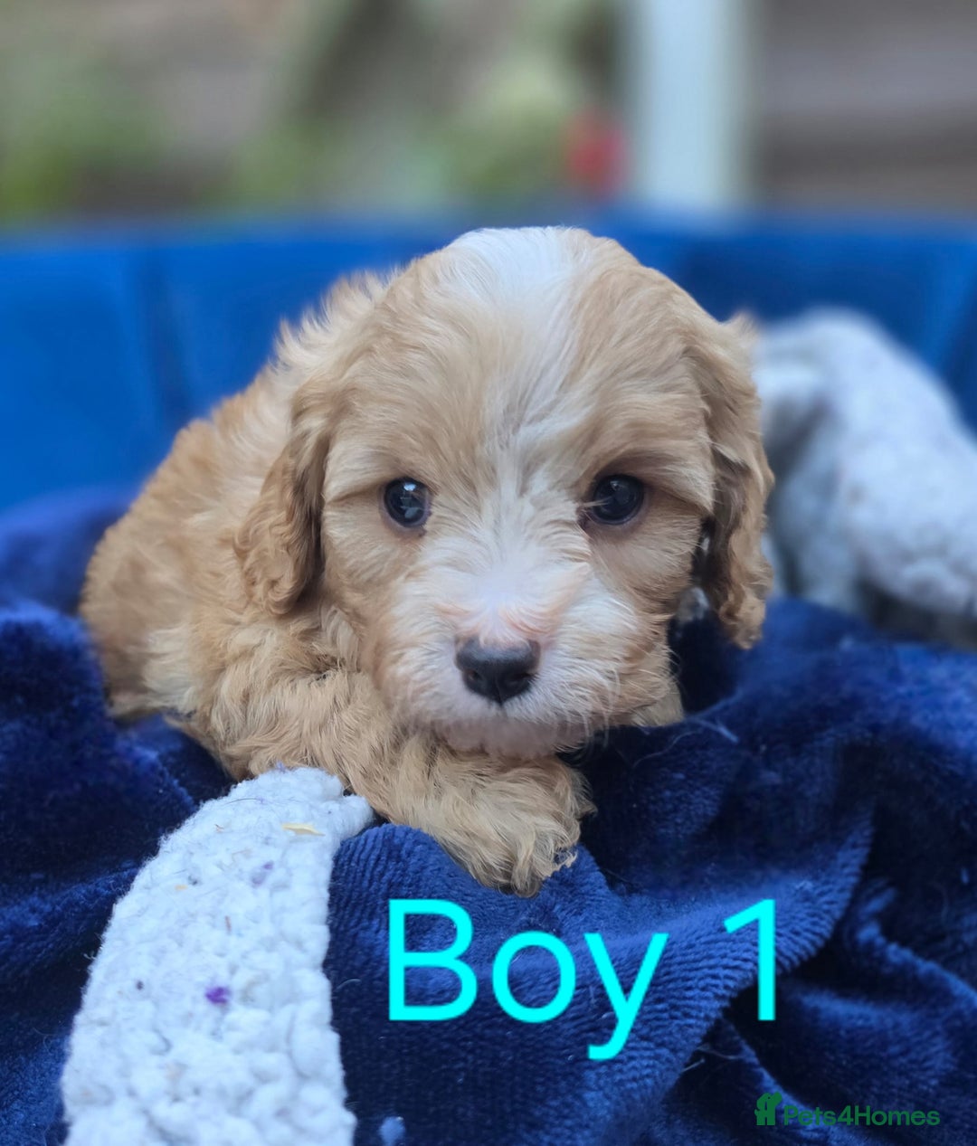 Cavapoo dogs for sale: Health Tested Quality F1 Cavapoo Puppies.  - Advert 9
