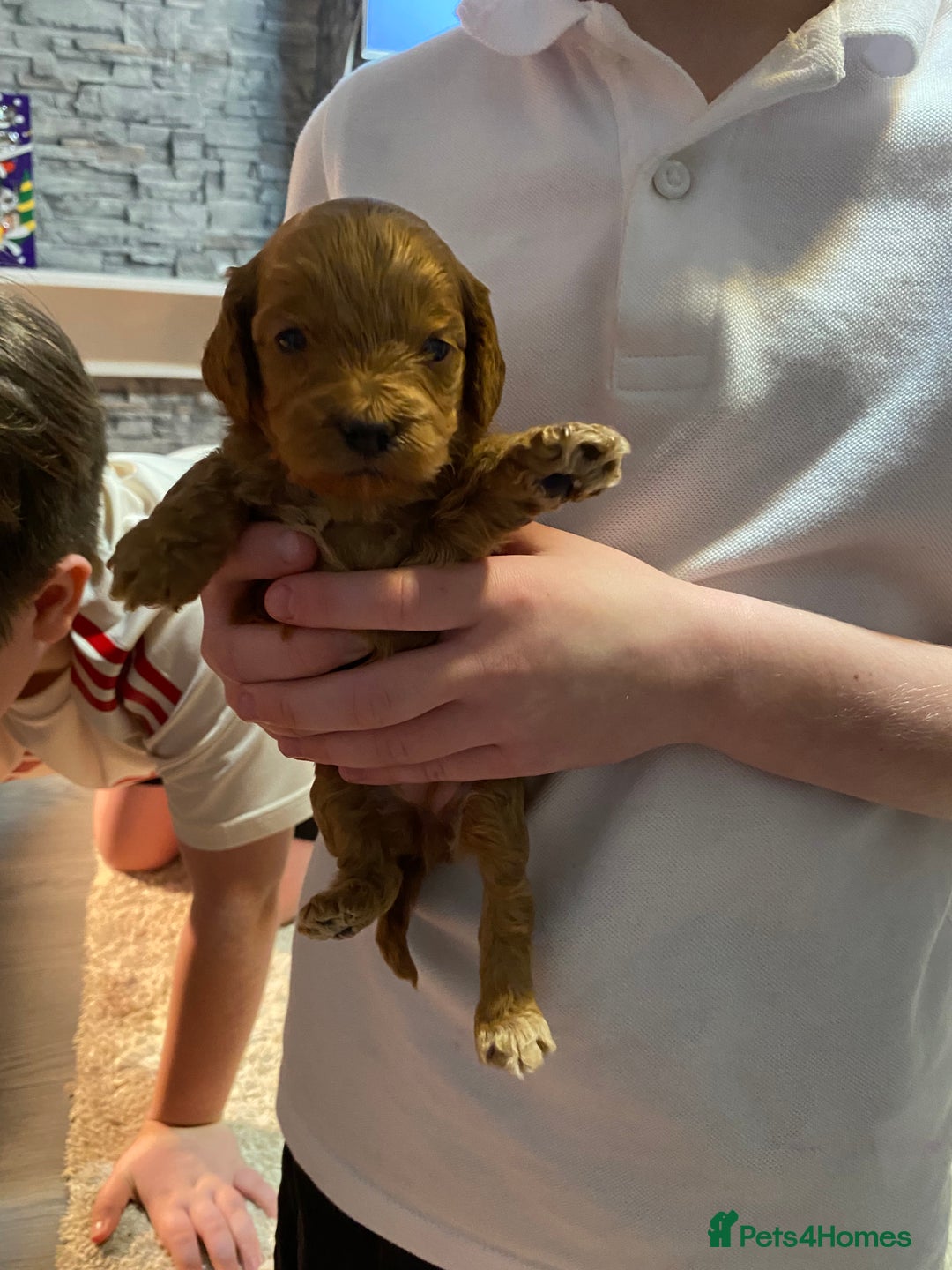 Cockapoo dogs for sale: 🐾 FLUFFY COCKAPOO PUPPIES  - Advert 2
