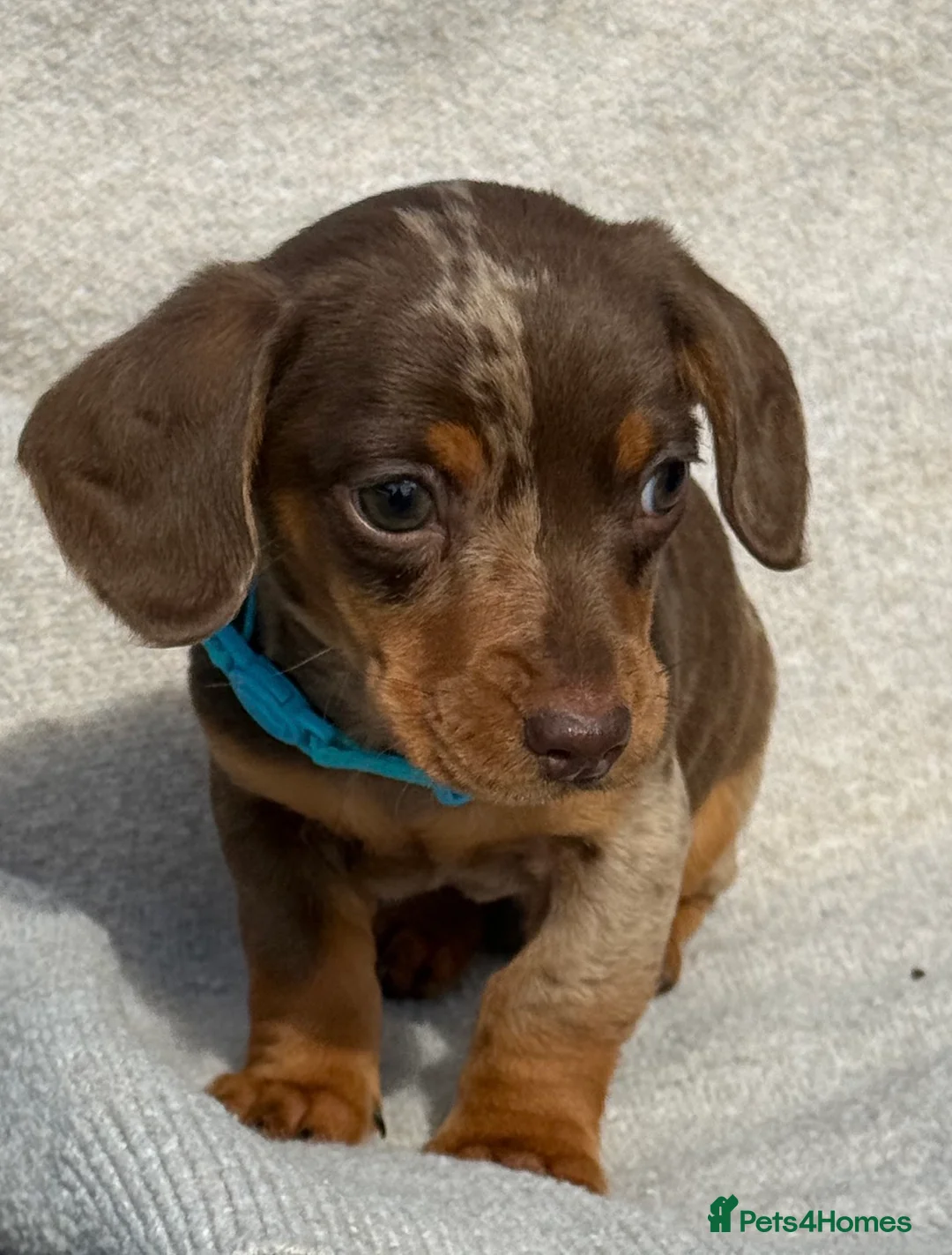Miniature Dachshund dogs for sale: Miniature dachshund puppies  - Advert 2