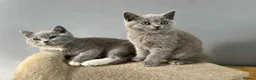 British Shorthair cats for sale: British Shorthair - Advert 1