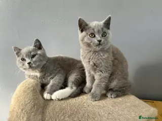 British Shorthair cats British Shorthair - Advert 11