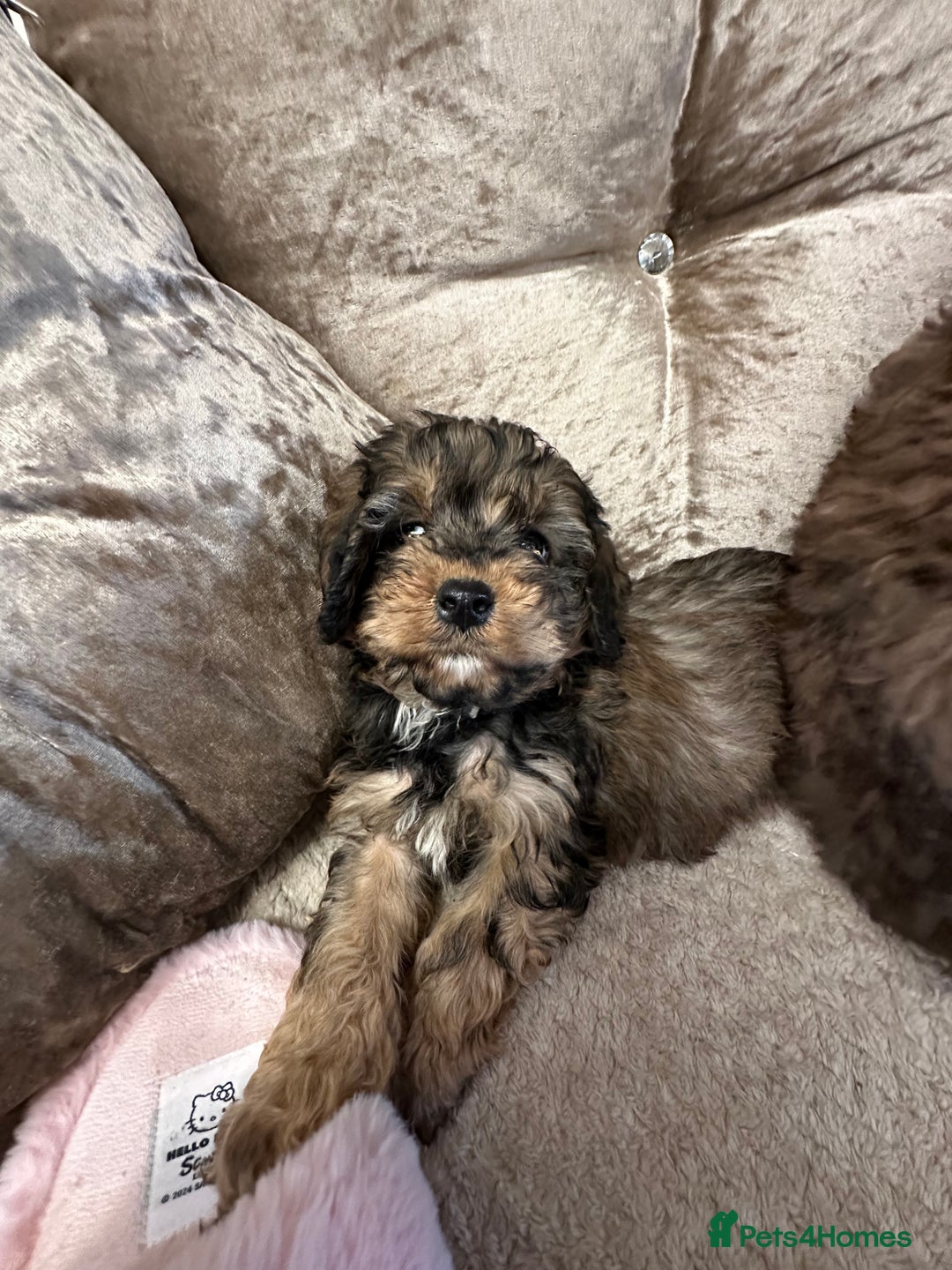 Cockapoo dogs for sale: Cockapoo puppies ready now  - Advert 22