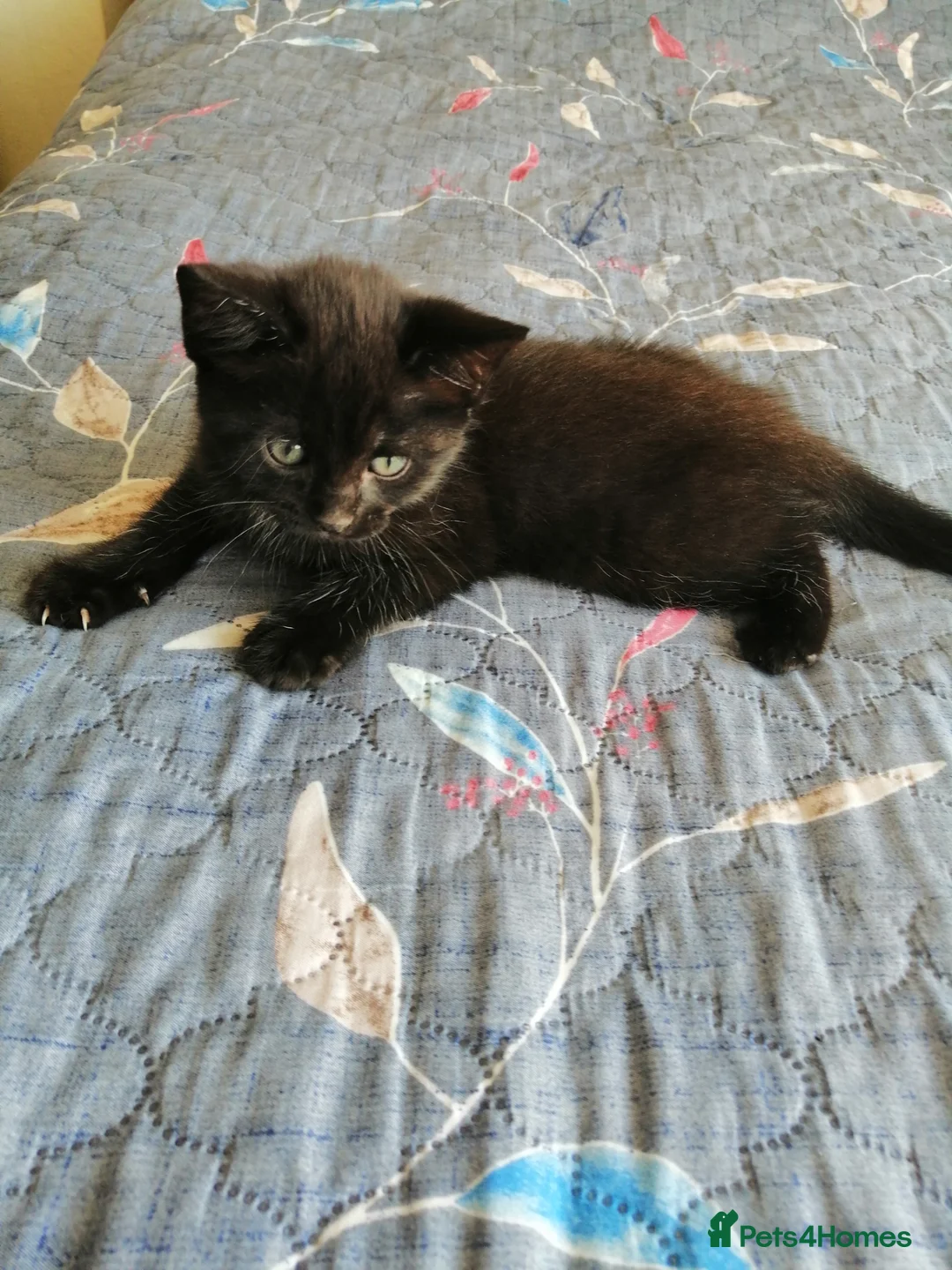 Mixed Breed cats for sale: Black Ragdoll x Russian Blue kitten. - Advert 1