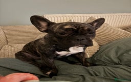 French Bulldog dogs for sale: Mario is looking for a new home  - Image 5