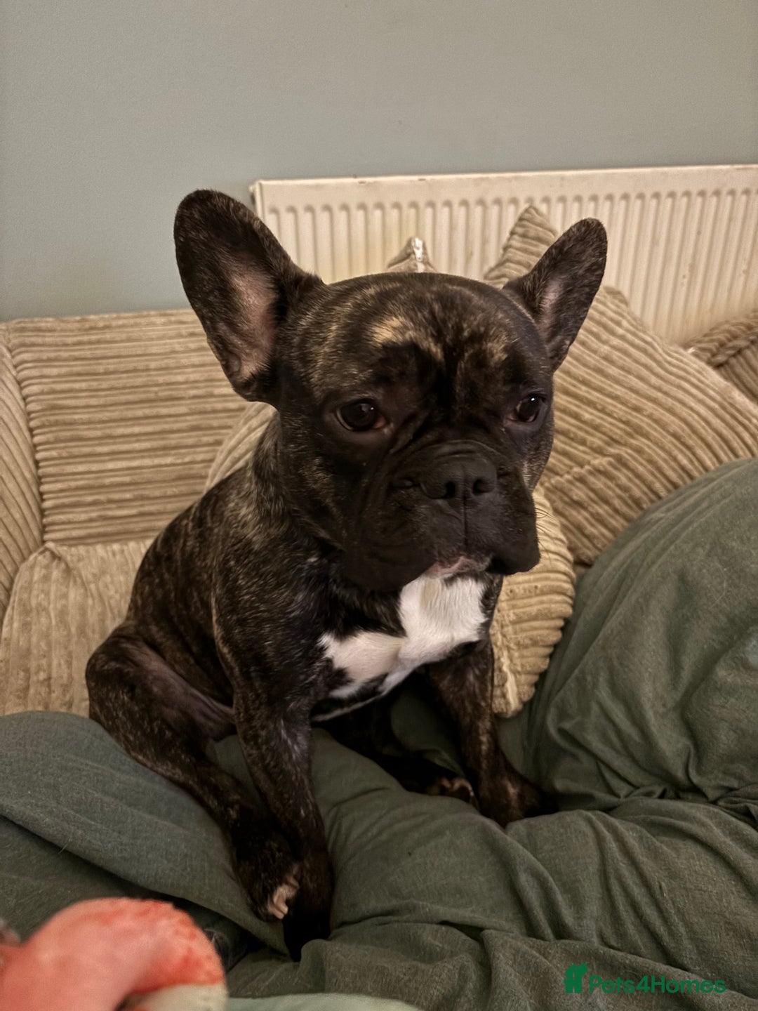 French Bulldog dogs for sale: Mario is looking for a new home  - Image 5