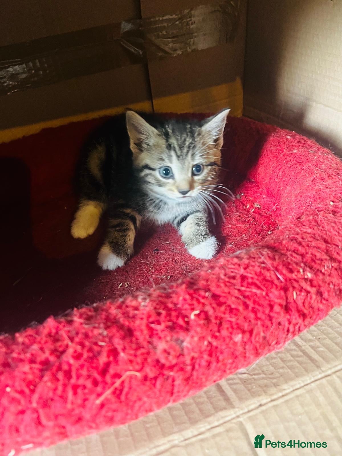 Domestic Shorthair cats Beautiful kittens  - Advert 15