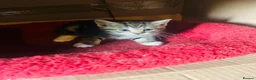 Domestic Shorthair cats for sale: Beautiful kittens  - Advert 4