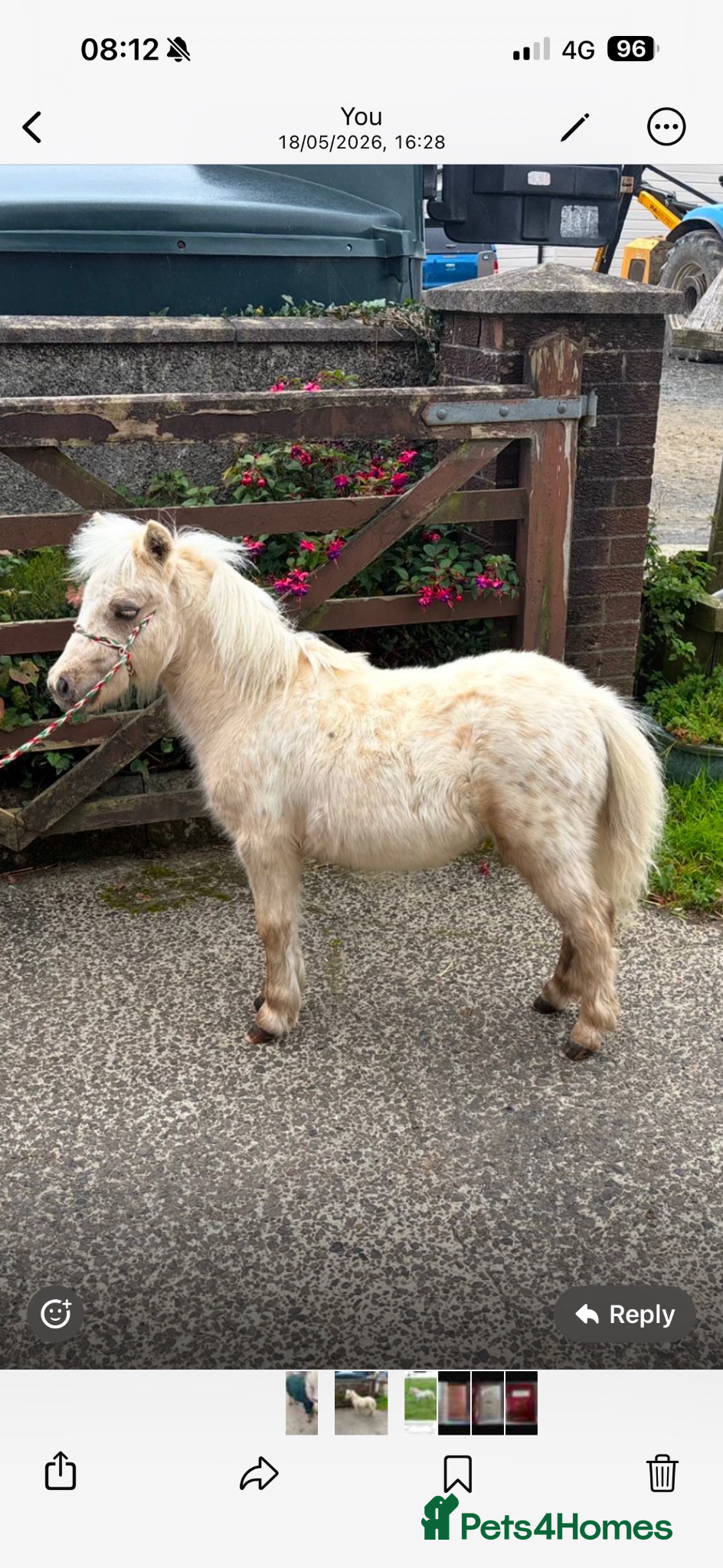 Shetland pony horses British spotted palomino colt  - Advert 2