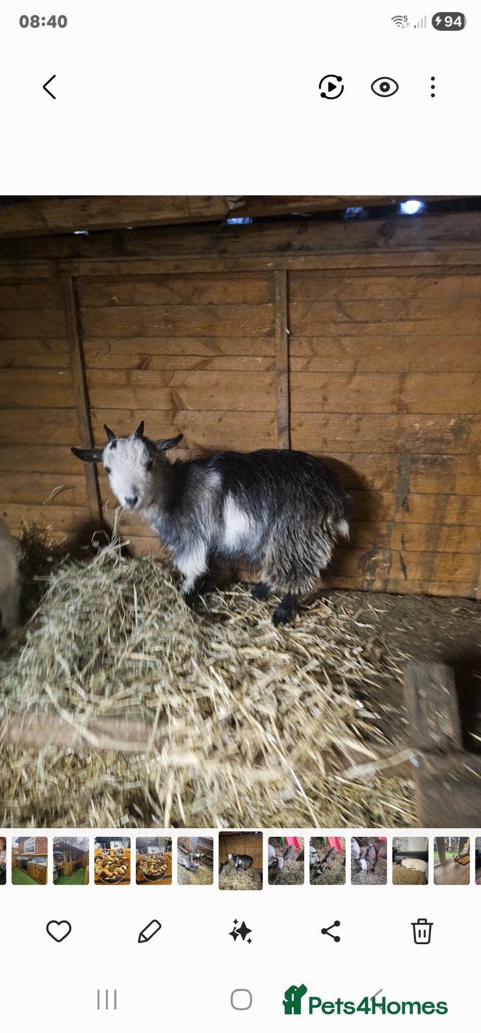 Goats livestock 2 very small pygmy goats  - Advert 1