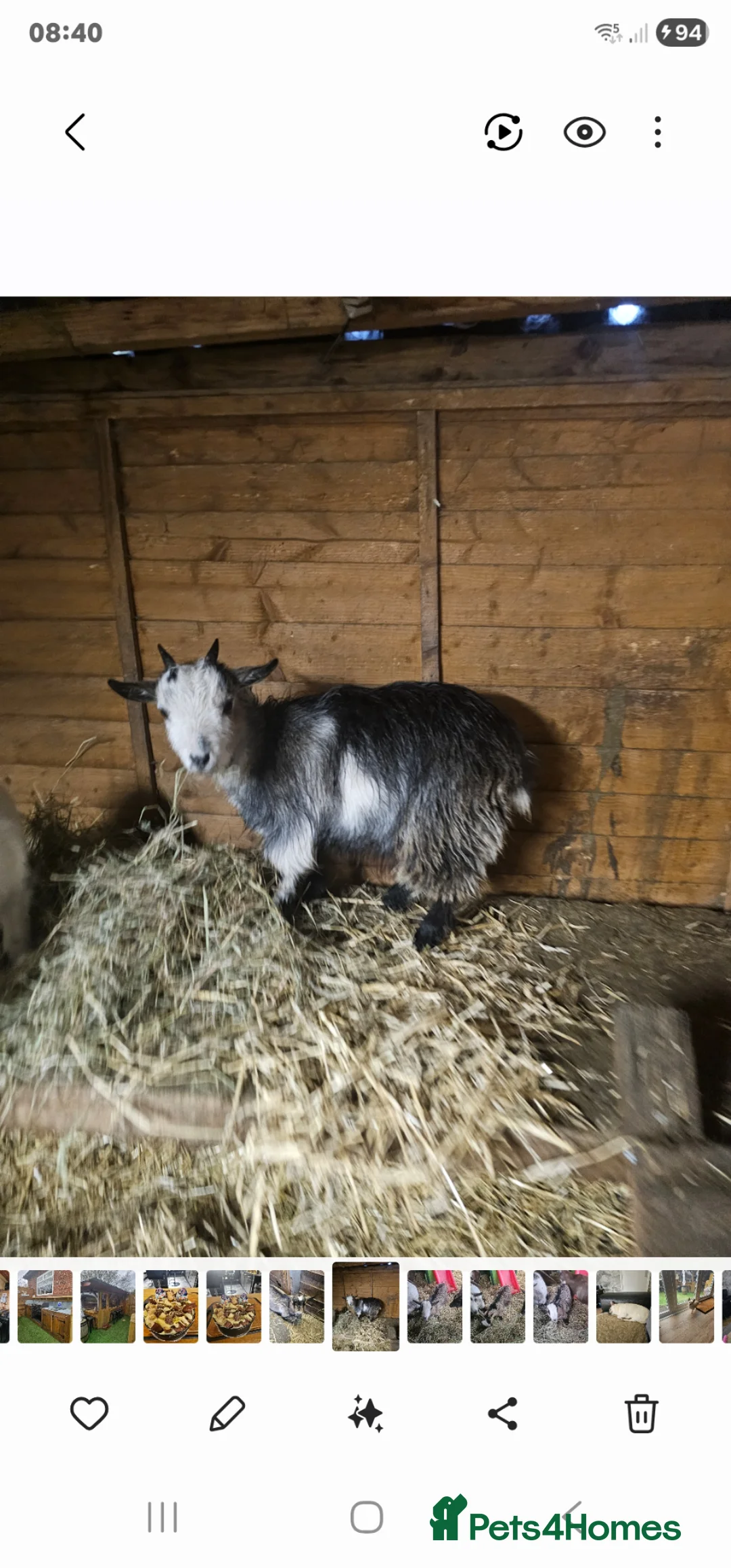 Goats livestock for sale: 2 very small pygmy goats  - Advert 1