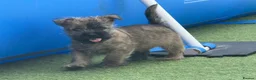 Cairn Terrier dogs for sale: Quality pup off Health Tested Parents avail 02/08 - Advert 5