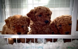 Miniature Poodle dogs for sale: 1 reserved 2 remaining ready 15th October  - Image 2