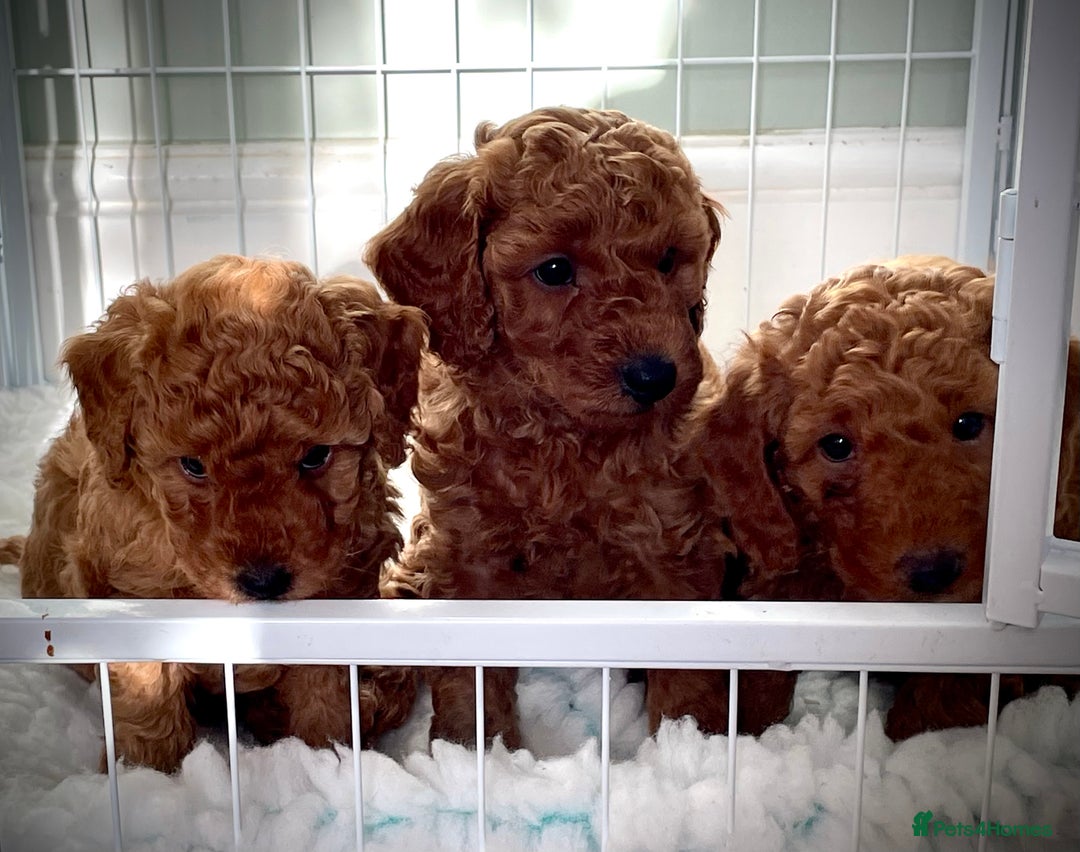 Miniature Poodle dogs for sale: 1 reserved 2 remaining ready 15th October  - Image 2