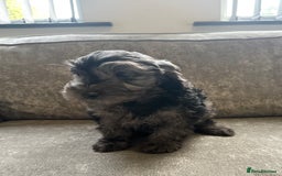 Cockapoo dogs for sale: Outstanding Cockapoos for sale  - Advert 10