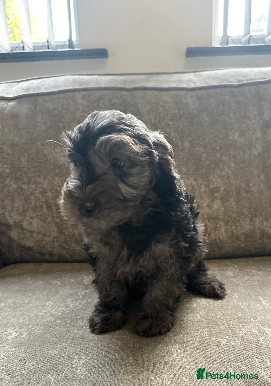 Cockapoo dogs for sale: Outstanding Cockapoos for sale  - Advert 10