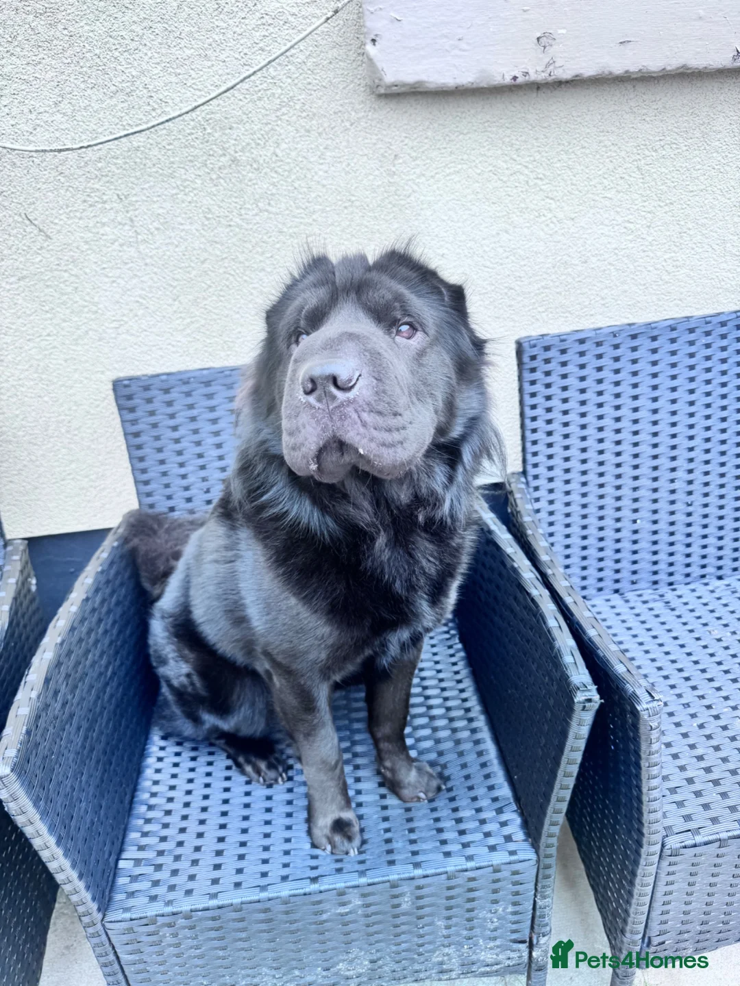 Shar Pei dogs for stud: Arrow the bear coat dark knight  - Advert 1