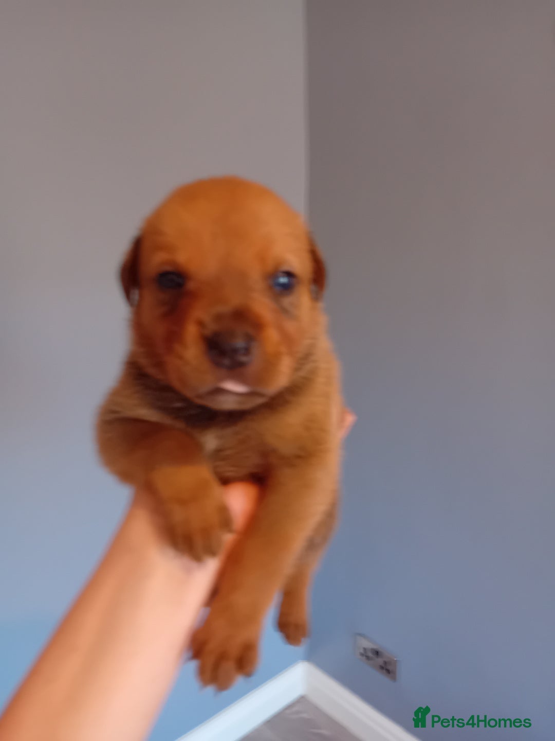 Mixed Breed dogs for sale: Gorgeous rottweiler cross puppies  - Image 31