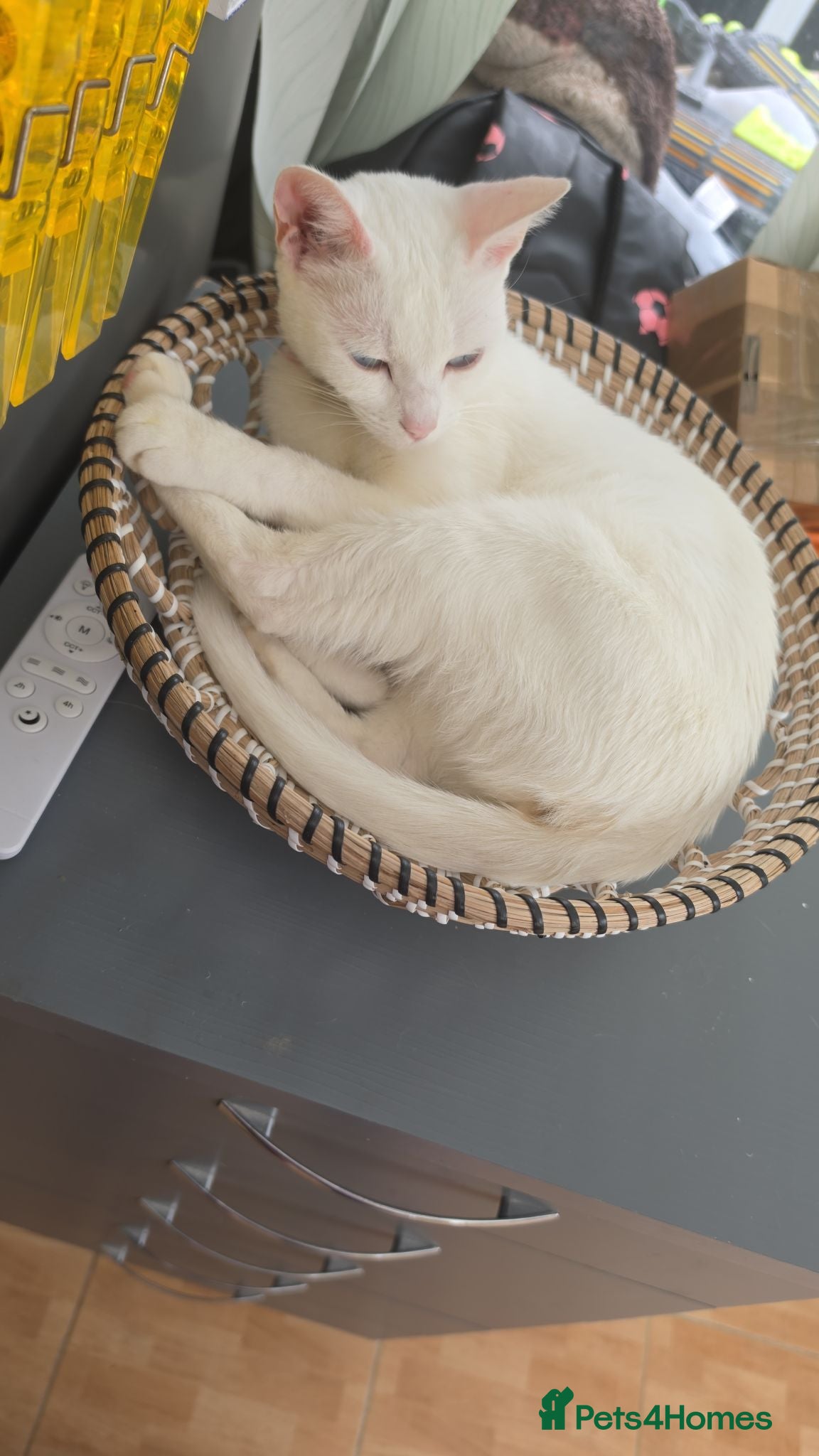 Mixed Breed cats White girl kitten  - Advert 5