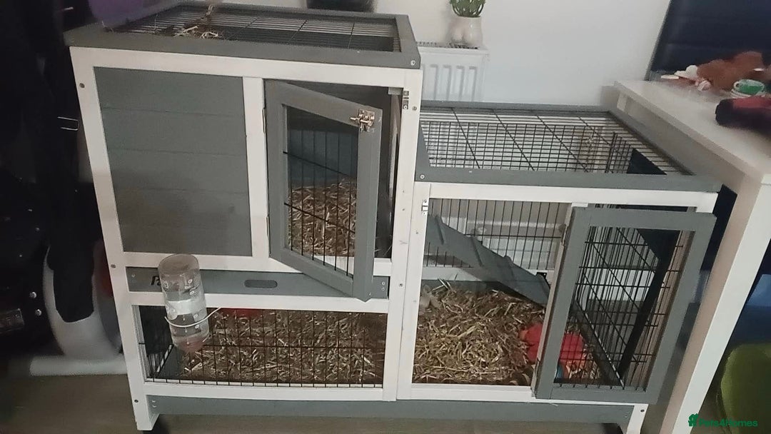 Mixed Breed rabbits for sale: 2 Rabbits & Indoor Hutch for sale - Advert 3