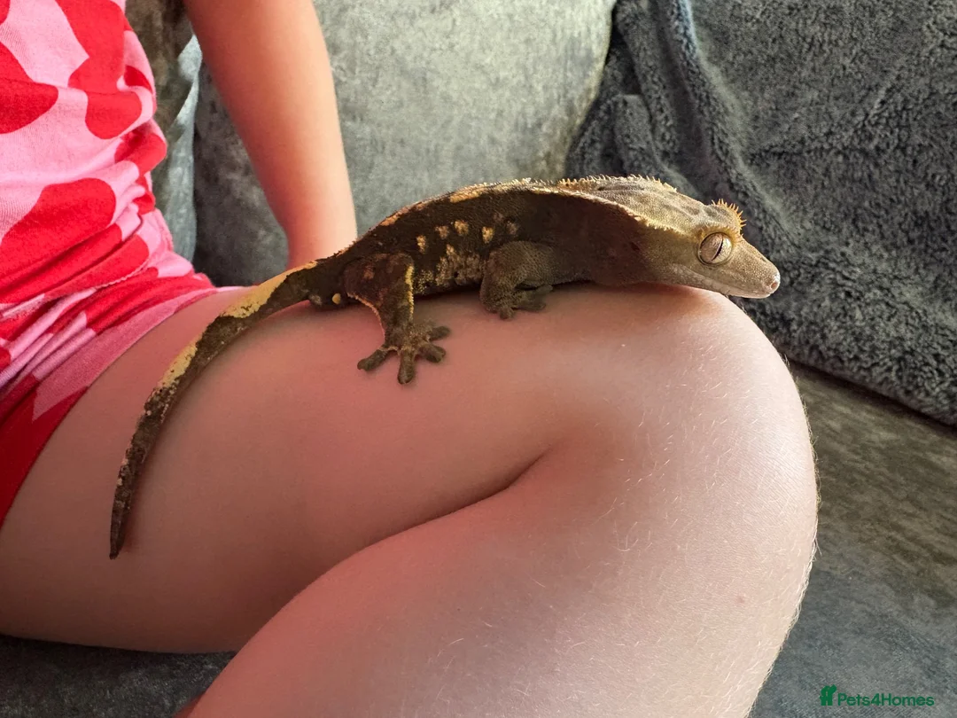 Gecko reptiles for sale: Crested Gecko in Oldbury - Advert 5