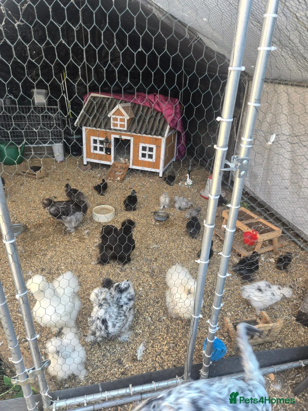 Chickens poultry for sale: UNSEXED USA SILKIE CHICKS  - Advert 5