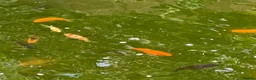 Pond Fish fish for sale: Pond Goldfish in Bedford - Advert 3