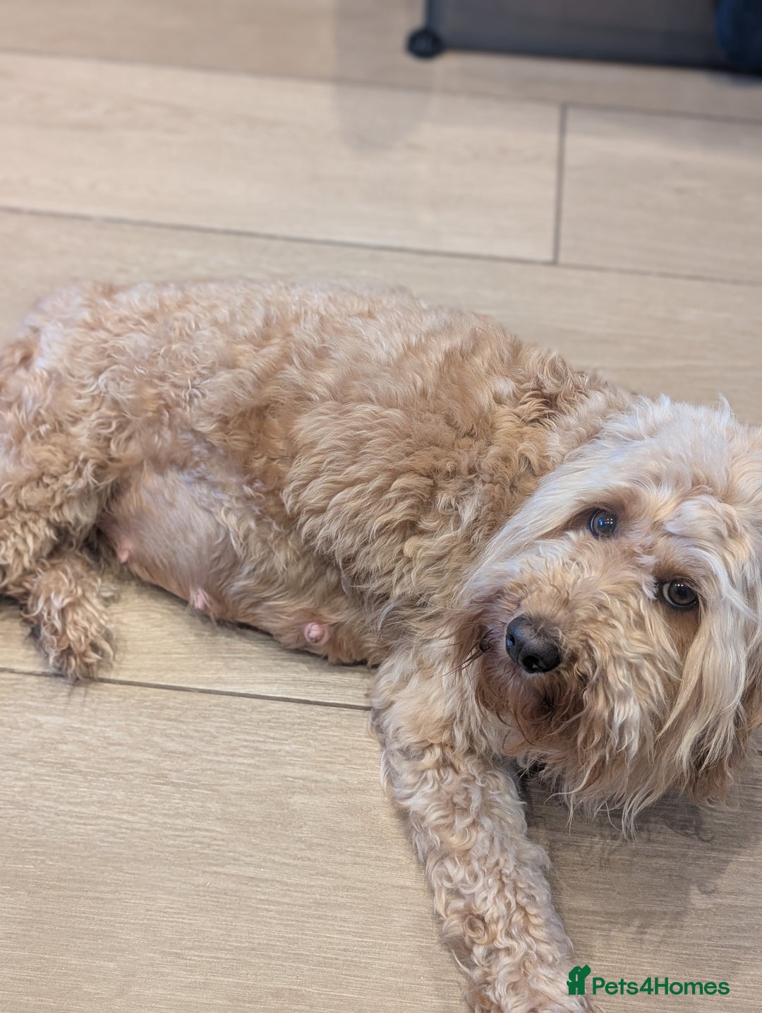 Goldendoodle dogs for sale: Miniature goldendoodle puppies   - Advert 13