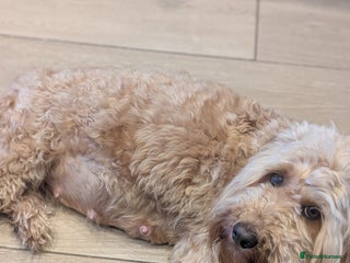 Goldendoodle dogs Waiting list - Miniature goldendoodle puppies - Advert 3