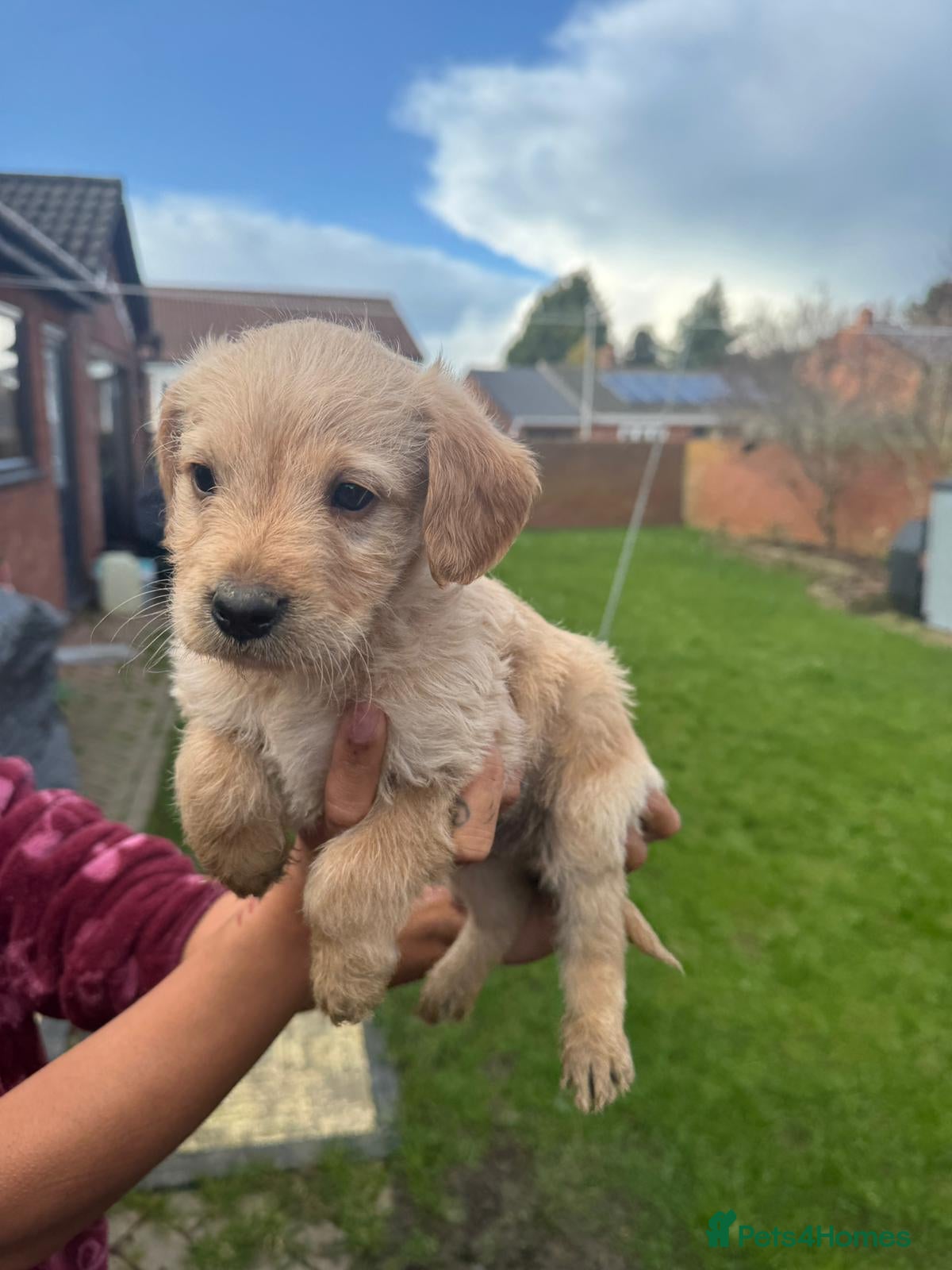 Labradoodle dogs miniature labradoodles pups  - Advert 12