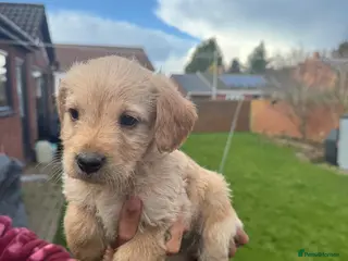 Labradoodle dogs miniature labradoodles pups - Advert 12