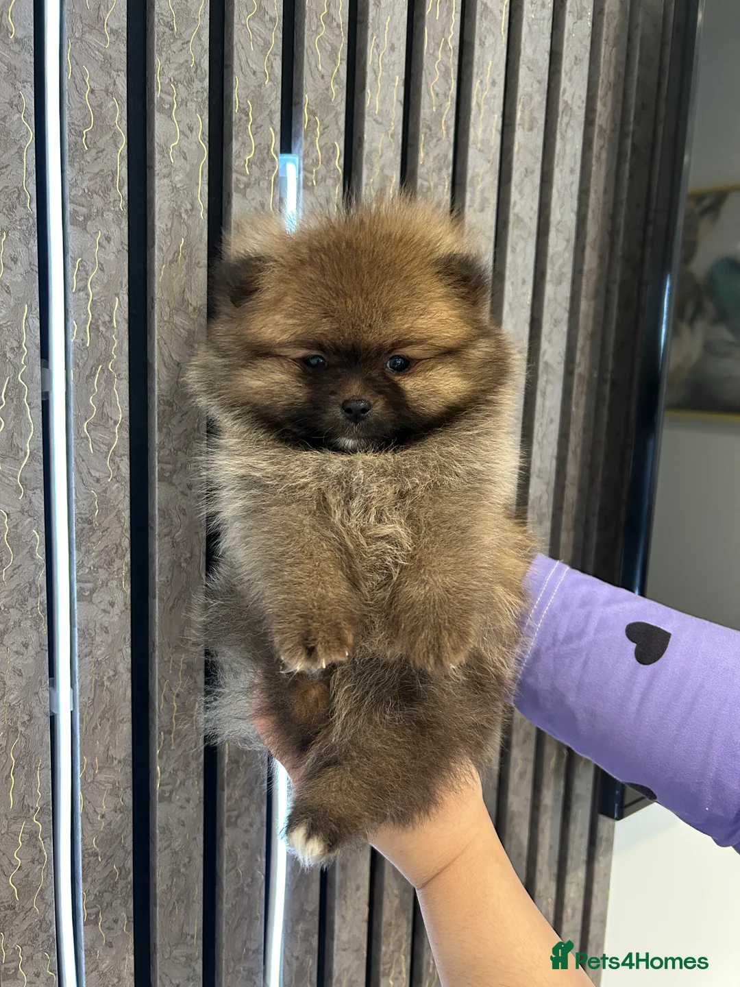 Pomeranian dogs for sale: 3 XXS FULL POMERANIAN RUSSIAN BREED PUPS  - Advert 9