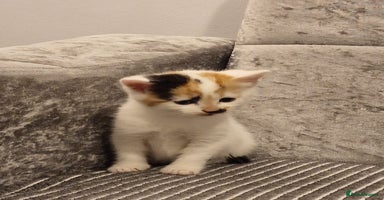 Mixed Breed cats - Advert 6