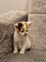 Mixed Breed cats - Advert 6