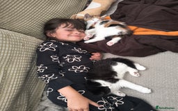 Mixed Breed cats for sale: 3 Beautiful Kittens*FLUFFY BLACK & WHITE*CALICO - Image 5