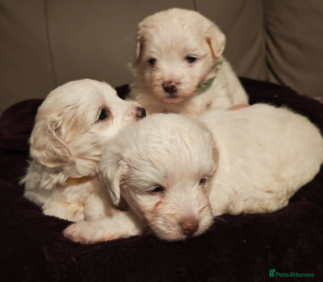 Mixed Breed dogs for sale: Maltipoo x Coton de Tulear Puppies – 5 Males - Advert 31