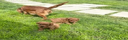 Cavapoo dogs for sale: Deep red cavpoo girls - Advert 8