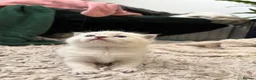 Ragdoll cats for sale: Beautiful ragdoll kittens for sale  - Advert 7