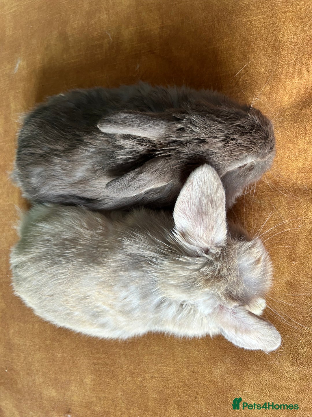 Mini Lop rabbits for sale: Gorgeous mini lops - Advert 4