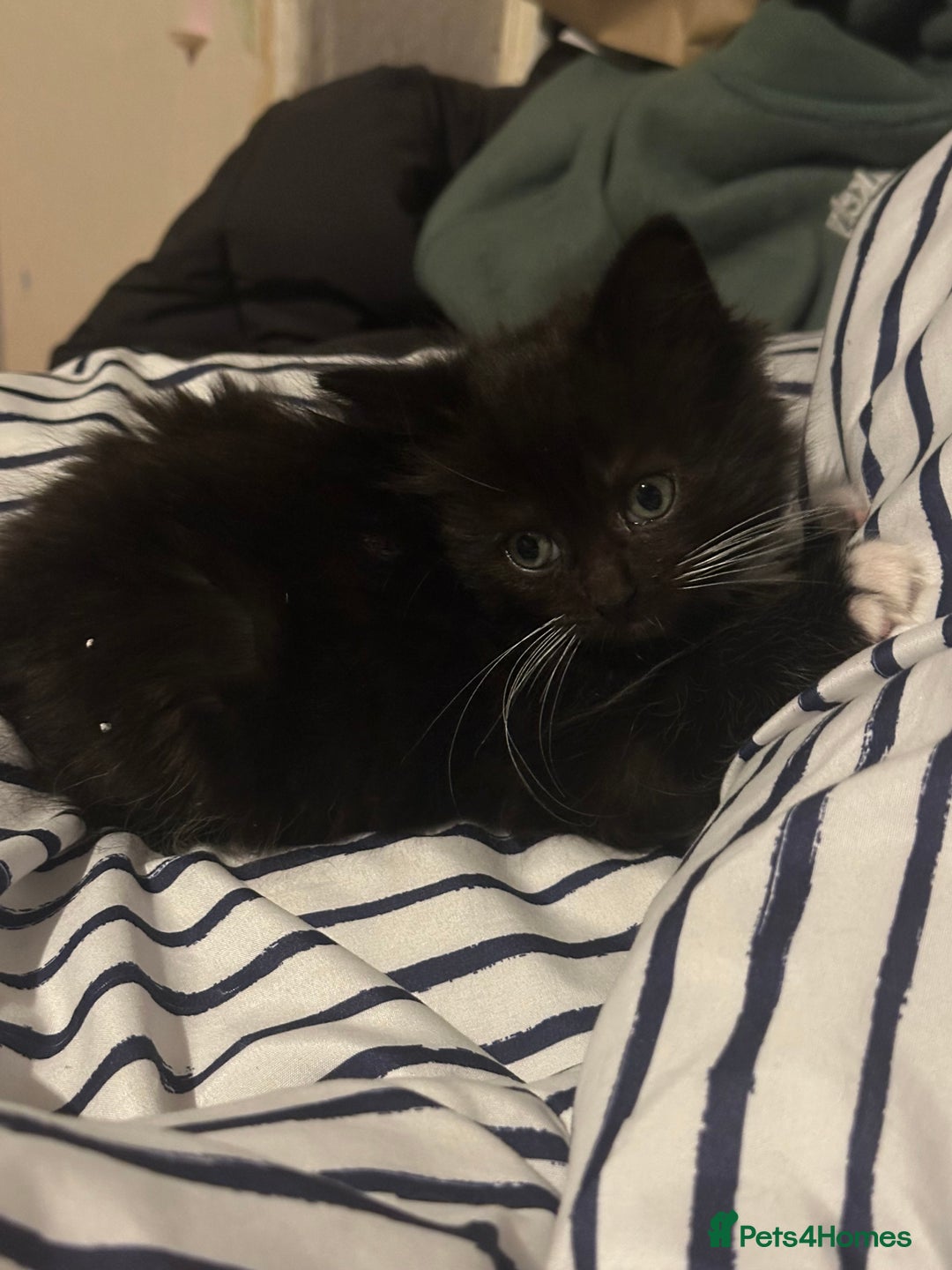 Ragcoon cats for sale: Ragdoll cross - Advert 11