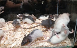 Rat rodents for sale: Baby Dumbo Rat's Males and Females - Image 3
