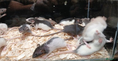Rat rodents - Advert 1