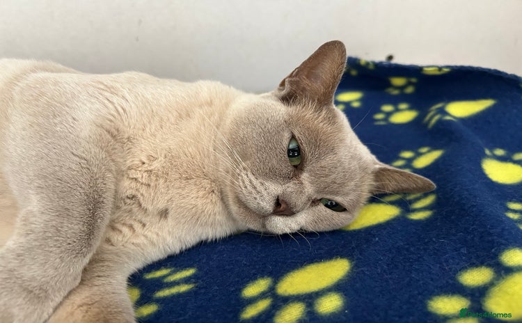 Burmese cats - Advert 1