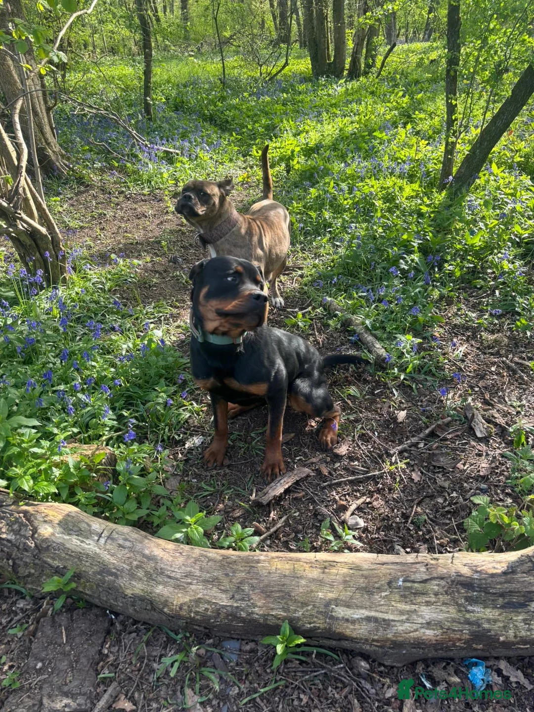 Rottweiler dogs for sale: Lottie the Rottie - Advert 4