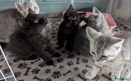 Persian cats for sale: British blue and Persian mix kittens ready now ❤️ - Image 1